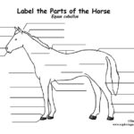 Parts Of The Horse Blank Horse Anatomy Horse Life Horses