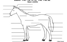 Parts Of The Horse Blank Horse Anatomy Horse Life Horses