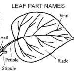 Parts Of The Leaf Worksheets