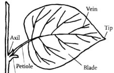 Parts Of The Leaf Worksheets