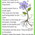 Parts Of The Plant Interactive Worksheet For 1ST GRADE