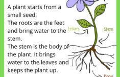 Parts Of The Plant Interactive Worksheet For 1ST GRADE