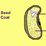 Parts Of The Seed Seed Parts Embryo Seed Coat Endosperm