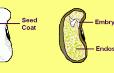 Parts Of The Seed Seed Parts Embryo Seed Coat Endosperm
