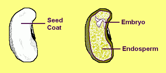 Parts Of The Seed Seed Parts Embryo Seed Coat Endosperm 