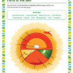 Parts Of The Sun Worksheet 6th Grade Kids Printable SoD