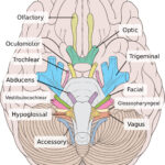 Pathology Part I A Walk Around My Brainstem Cranial Nerves Anatomy
