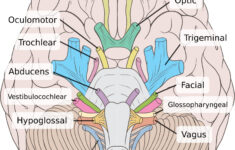 Pathology Part I A Walk Around My Brainstem Cranial Nerves Anatomy