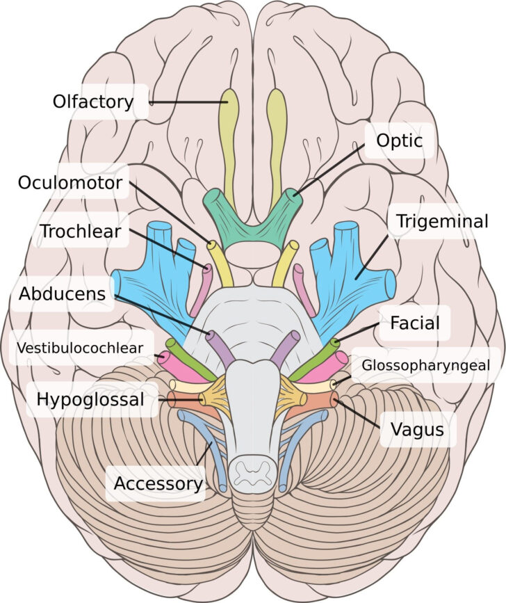 Cranial Nerves Anatomy And Physiology Worksheet Answers