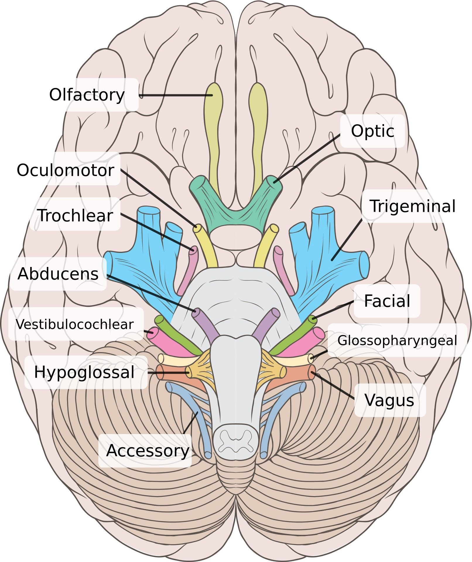 Pathology Part I A Walk Around My Brainstem Cranial Nerves Anatomy 