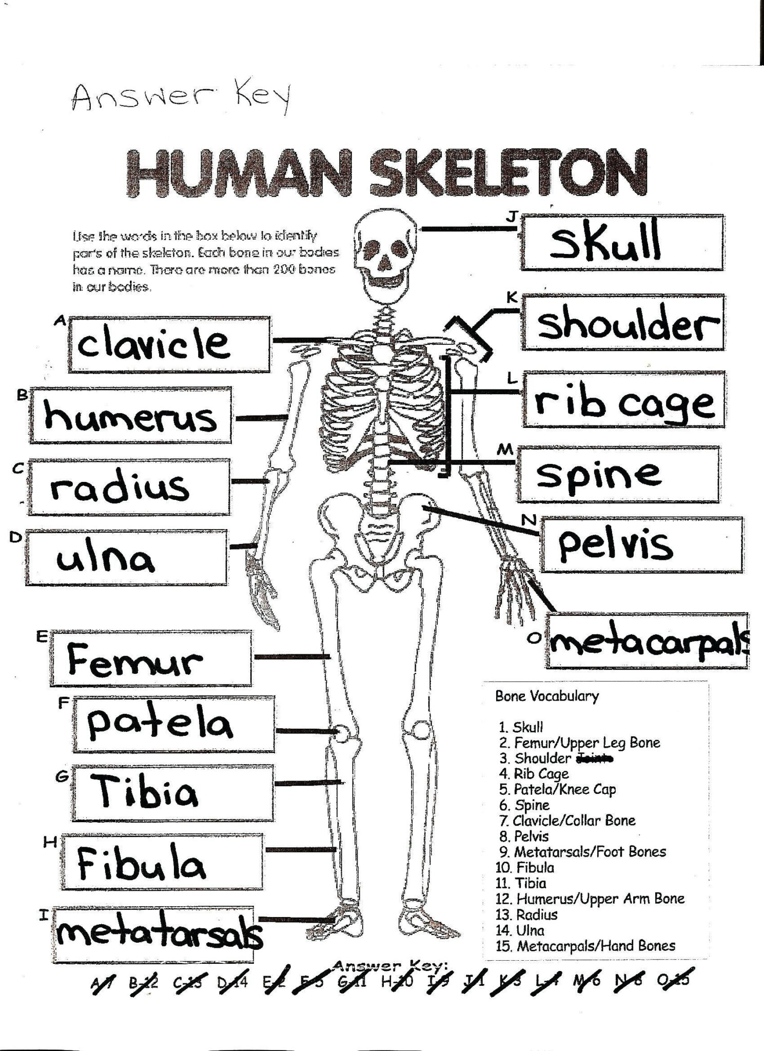 Human Skeleton Anatomy Activity Worksheet Answers | Anatomy Worksheets