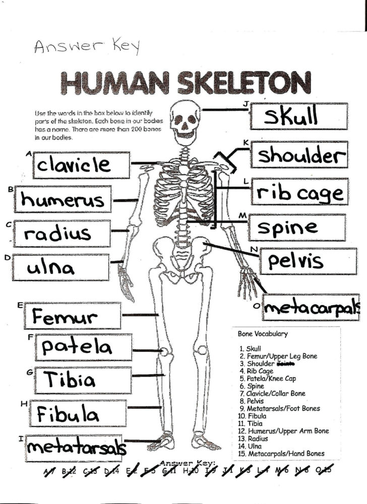 Human Skeleton Anatomy Activity Worksheet Answers
