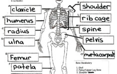 Physiology For Kids Google Search Skeletal System Worksheet Human