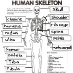 Physiology For Kids Google Search Skeletal System Worksheet Human