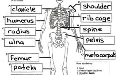 Physiology For Kids Google Search Skeletal System Worksheet Human