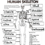 Physiology For Kids Google Search Skeletal System Worksheet Human