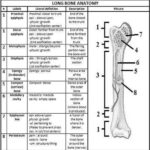 Pictures Bone Anatomy Worksheet Human Chart Beautiful Labeling