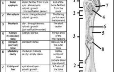 Pictures Bone Anatomy Worksheet Human Chart Beautiful Labeling