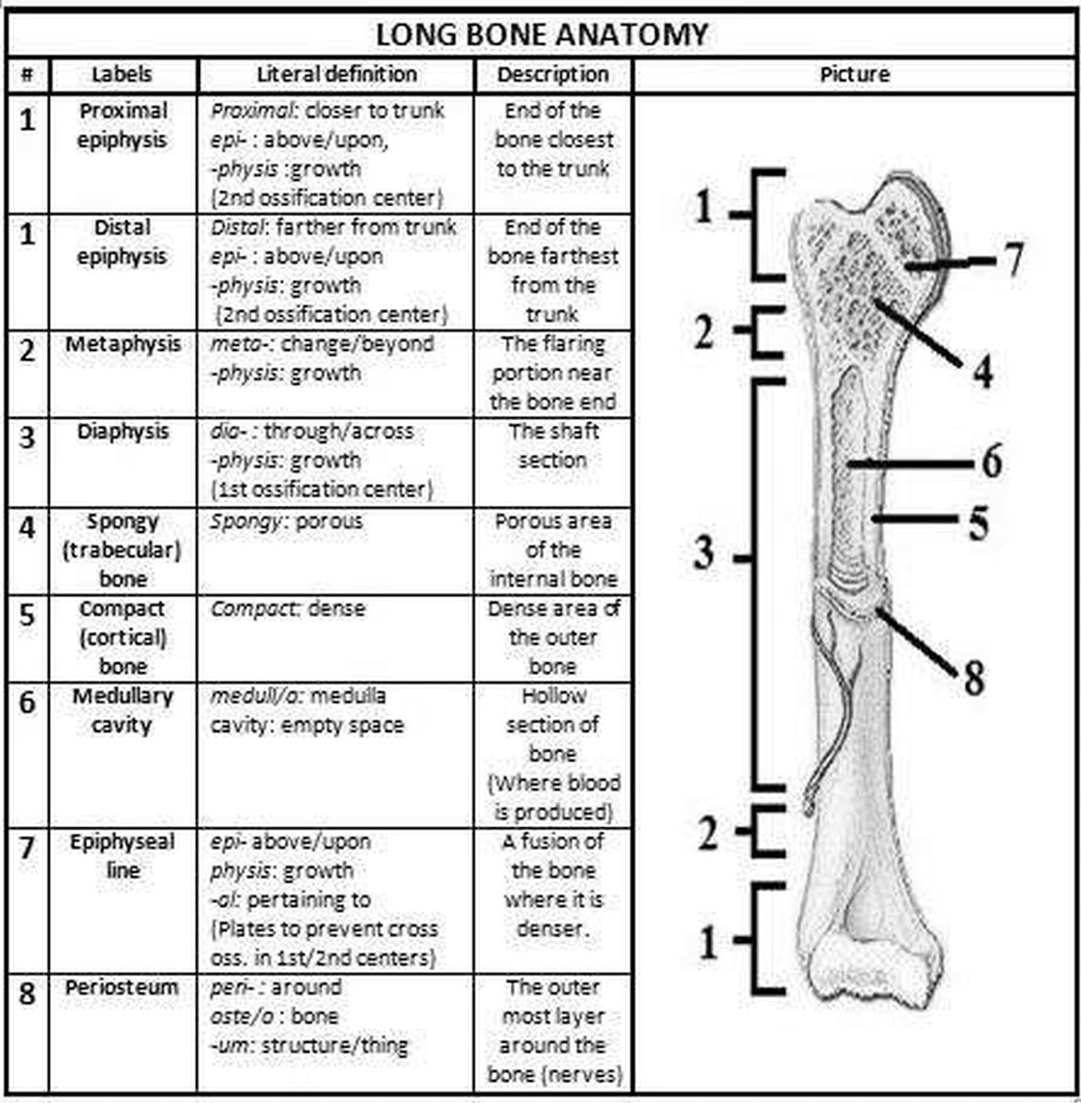 Pictures Bone Anatomy Worksheet Human Chart Beautiful Labeling 