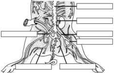 Pig Dissection Pig Dissection Dissection Classroom Tools