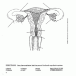 Pin By AGC On Worksheets Female Reproductive System Anatomy