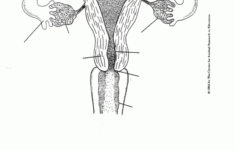 Pin By AGC On Worksheets Female Reproductive System Anatomy