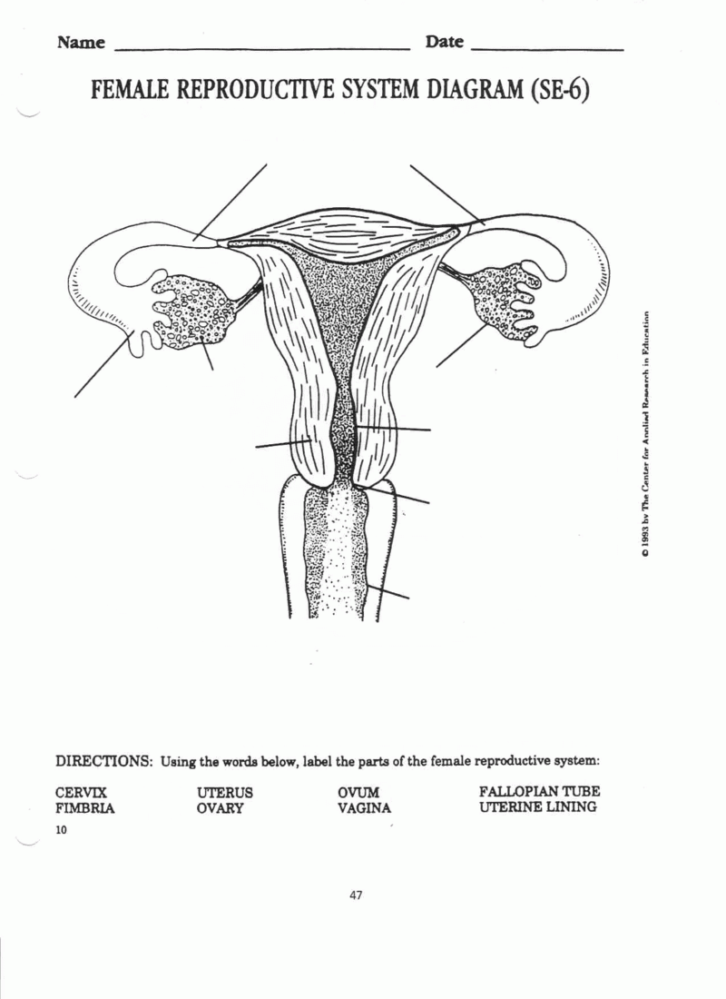 Pin By AGC On Worksheets Female Reproductive System Anatomy 