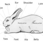 Pin By Ahmed Abdel Ghany On Rabbit Anatomy Show Rabbits Pet Rabbit