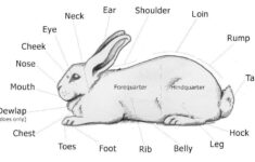 Pin By Ahmed Abdel Ghany On Rabbit Anatomy Show Rabbits Pet Rabbit