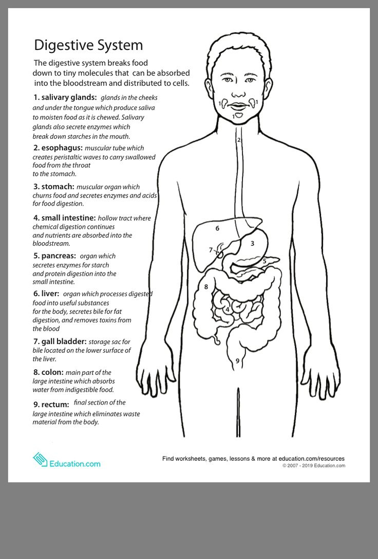 Pin By Anca On Biology Life Science Middle School Digestive System 