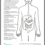Pin By Anca On Biology Life Science Middle School Digestive System
