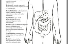 Pin By Anca On Biology Life Science Middle School Digestive System