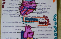 Pin By Annie Mack On Nursing Nursing School Studying Nursing Study