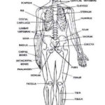 Pin By Brittany Wagenmaker On Emt Paramedic Human Anatomy And