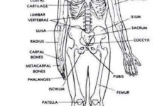 Pin By Brittany Wagenmaker On Emt Paramedic Human Anatomy And