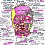 Pin By Hanson S Anatomy On Med School Study Guides Medical School Art