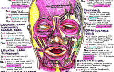 Pin By Hanson s Anatomy On Med School Study Guides Medical School Art