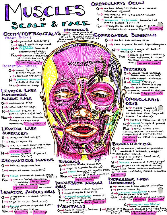 Pin By Hanson s Anatomy On Med School Study Guides Medical School Art 