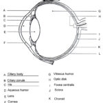 Pin By Infiknit Wisdom On Challenge A Human Eye Diagram Eye Anatomy