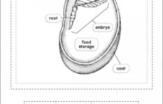 Pin By Jane Robinson On Science Parts Of A Seed Life Science