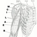 Pin By Janice Beltran On Muscular System Gross Anatomy Muscular