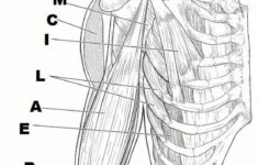 Pin By Janice Beltran On Muscular System Gross Anatomy Muscular
