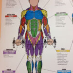 Pin By Krystalin Aguilera On FOOD Competition Fit Muscle Anatomy
