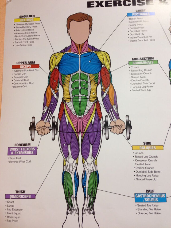 Chart Of Human Muscle Anatomy Printable