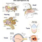 Pin By Lissy Tanner On Anatomy And Physiology Human Anatomy And