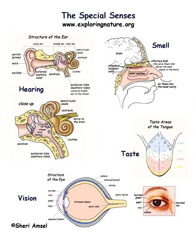 Pin By Lissy Tanner On Anatomy And Physiology Human Anatomy And 