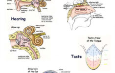 Pin By Lissy Tanner On Anatomy And Physiology Nurse Teaching Human