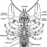 Pin By On Lobster Crayfish Biology Arthropods