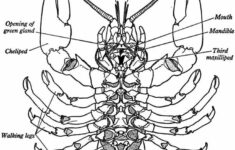Pin By On Lobster Crayfish Biology Arthropods