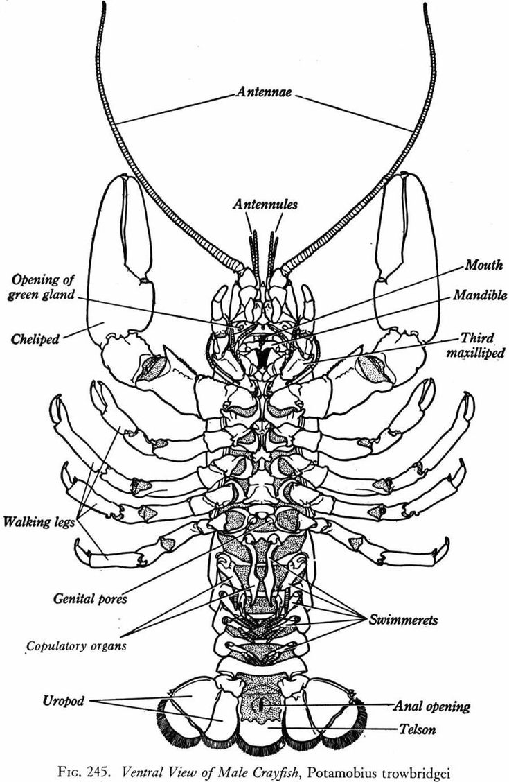 Pin By On Lobster Crayfish Biology Arthropods